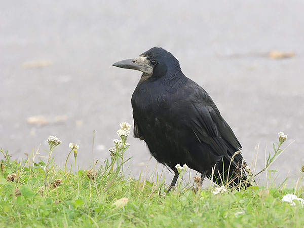 Mustavaris, Rook, Corvus frugilegus